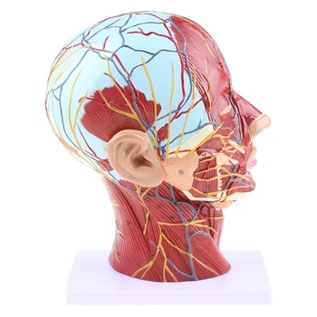 Ľudské Anatomické Polovicu na Hlavu, Tvár Anatómie Lekárskej Krku Stredovej Sekcii St