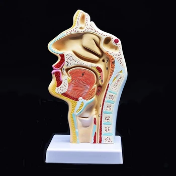 Ľudské Anatomické Nosovej Dutiny, Hrdla Anatómie Model Pre Vedu Triede Štúdia Zobrazenie Učebných Model