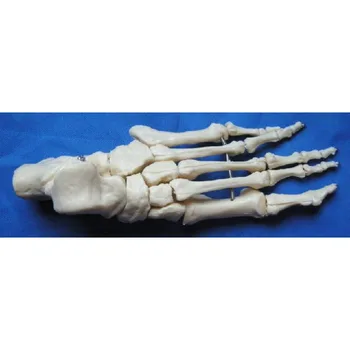 1:1 V Životnej Veľkosti Ľudskej Nohy Spoločné Anatomický Model Kostry Vzoriek Lekárske Vyučovania