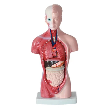 Anatómia Anatomické Vnútorných Orgánov Montáž Model PVC Pre Študentov učiteľské Študijné